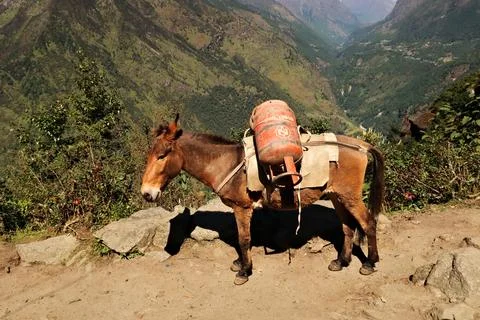 Donkey, mule loaded with two big bottles of gas, on the trail between Salle.. Stock Photos