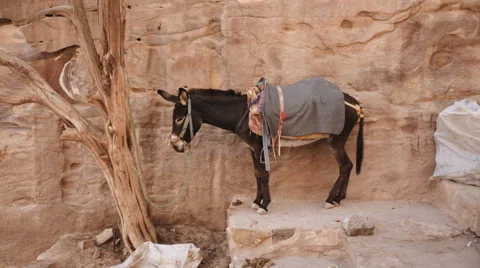 A donkey - Mule on the mountain Vidéo 61200347