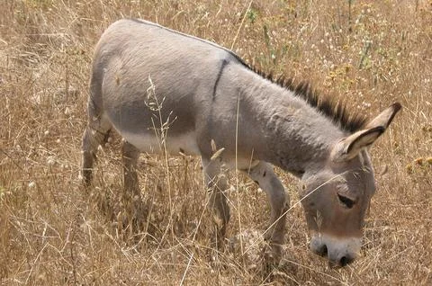 Donkey mule Stock Photos