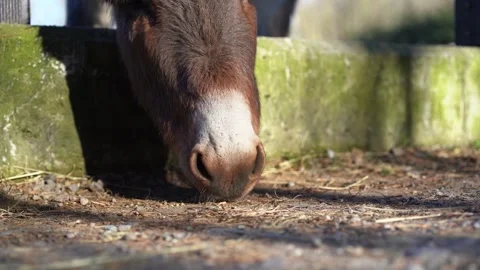 Donkey muzzle eating on ground behind fence Видео 277517624