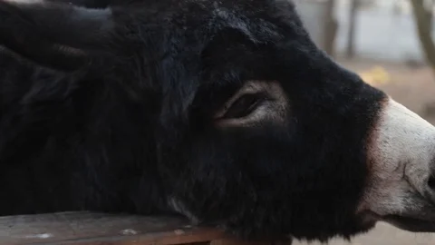 Donkey in nature close up Vídeos de archivo 121794982