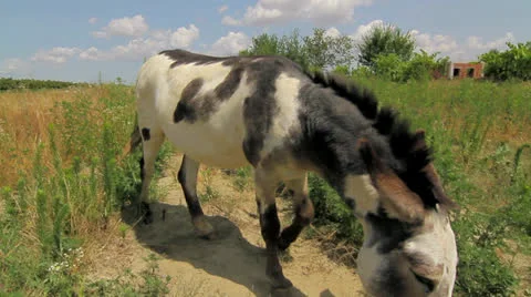 Donkey in nature Stock Footage