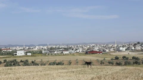Donkey Near Rahat 스톡 동영상 102177590