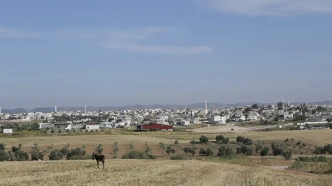 Donkey Near Rahat2 스톡 동영상 102177598