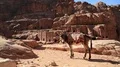 Donkey near rock cut tombs on the Street of Facades in Petra, Jordan HD Footage