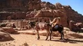 Donkey near rock cut tombs on the Street of Facades in Petra, Jordan HD Footage