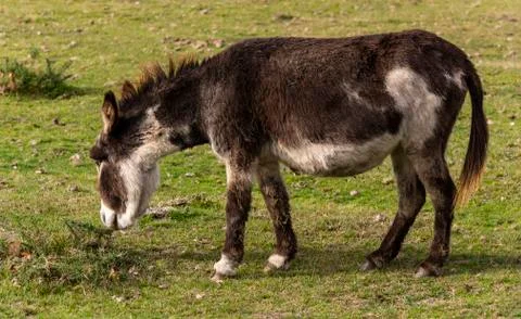 Donkey New Forest Stock Photos