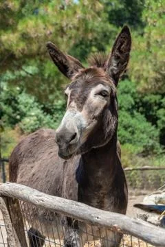 Donkey. Nice donkey in a stall Stock Photos