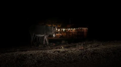 Donkey at Night 库存照片
