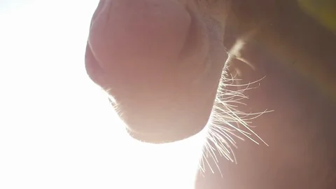 Donkey nose in backlight Vídeos de archivo 119614884