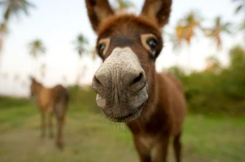 Donkey Nose Stock Photos