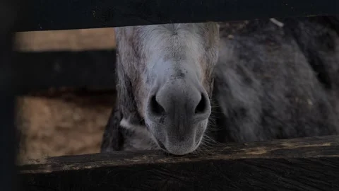Donkey nostrils close-up moving inside stable Stock Footage 315419882