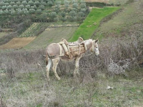 A donkey in an olive field Stock Photos