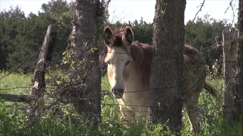 Donkey or Burrow staring at camera in field Stock Footage 48983956