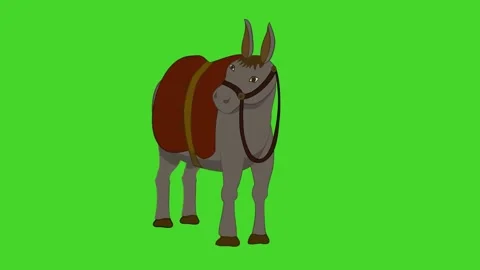 A donkey or donkey standing in middle and looking around Video stock 285954443