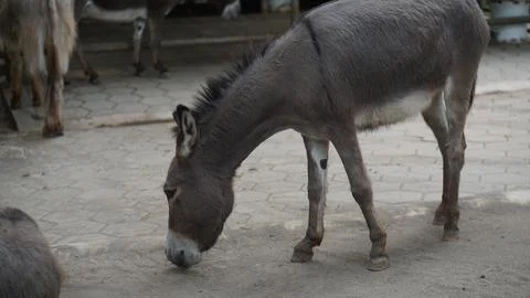 Donkey or Equus asinus Fotos de archivo