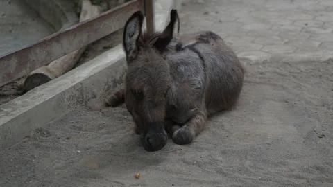 Donkey or Equus asinus Stock Photos