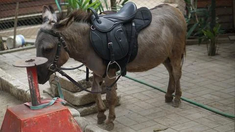 Donkey or Equus asinus Stock Photos