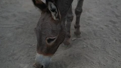 Donkey or Equus asinus Stock Photos