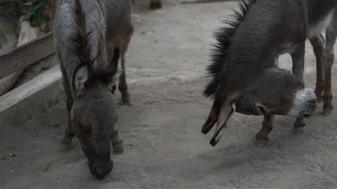 Donkey or Equus asinus Stock Photos