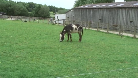 Donkey in paddock 2 Stock-Footage 76259945