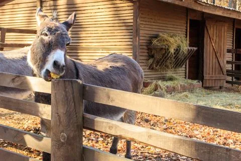 Donkey in a paddock on farmyard Photos