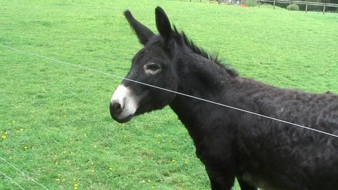 Donkey in paddock Stock Footage 76260117