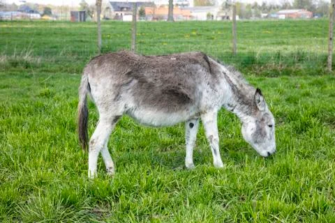 Donkey in the pasture eats grass Stock Photos