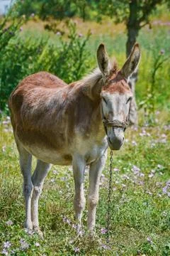 Donkey on Pasture Stock Photos