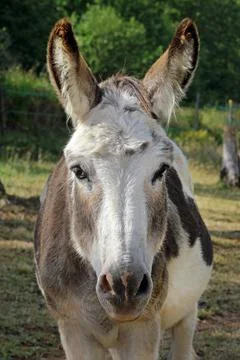 A donkey in the pasture Stock Photos