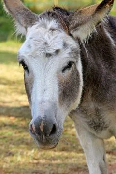 A donkey in the pasture Foto stock