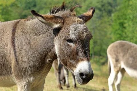 A donkey in the pasture Stock Photos
