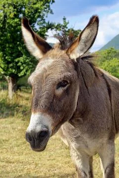 A donkey in the pasture Foto stock