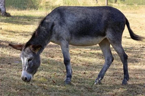 A donkey in the pasture Stock Photos