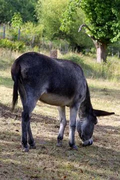 A donkey in the pasture Stock Photos