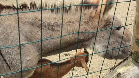 Donkey in the pen Stock Footage 74581269