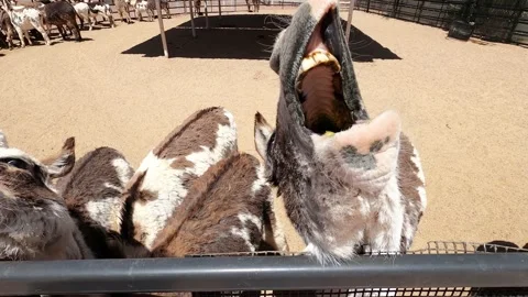 DONKEY PERFORMING FOR FOOD Stock Footage 186735416