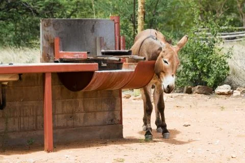 Donkey Stock Photos