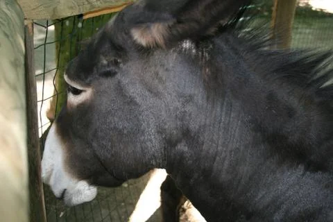 Donkey Stock Photos
