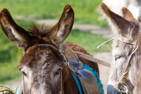 Donkey Stock Photos