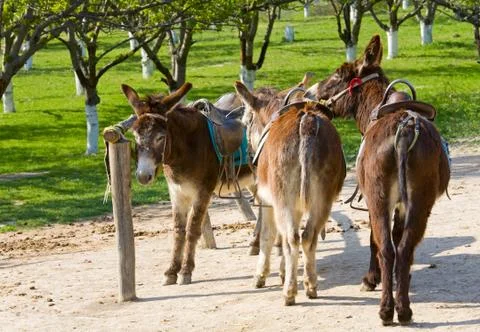 Donkey Stock Photos