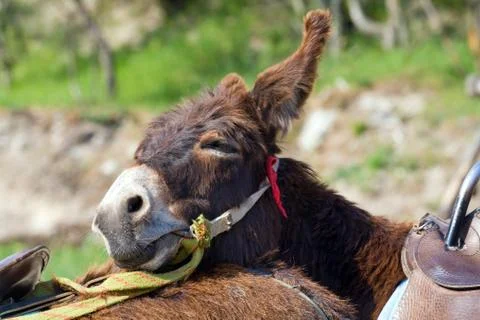 Donkey Stock Photos