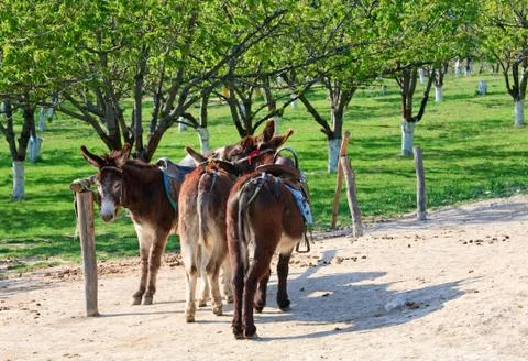 Donkey Stock Photos