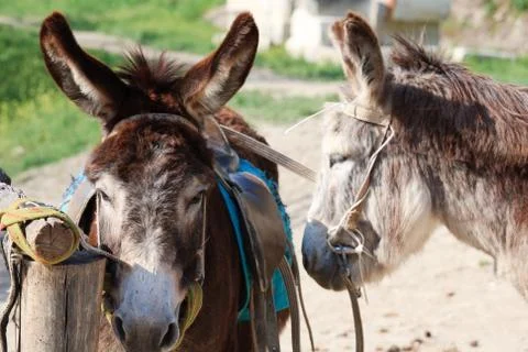 Donkey Stock Photos