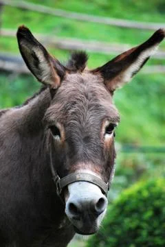 Donkey Stock Photos