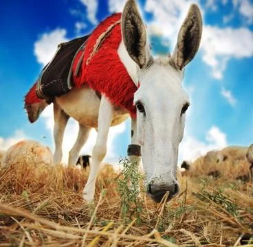 Donkey Foto stock