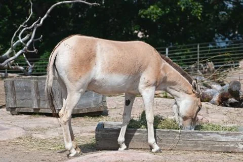 Donkey. Stock Photos