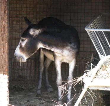 Donkey Foto stock