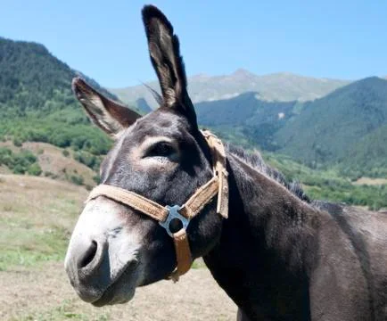 Donkey Stock Photos