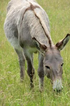 Donkey Stock Photos